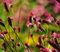 Кровохлебка лекарственная Пинк Танна (Sanguisorba officinalis 'Pink Tanna')