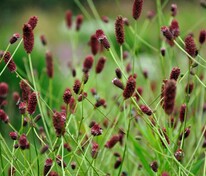 Кровохлебка лекарственная Ред Тандер (Sanguisorba officinalis 'Red Thunder')