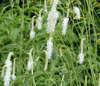 Кровохлебка тупая Альба (Sanguisorba obtusa 'Alba')