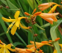 Крокосмия Вояджер (Crocosmia 'Voyager')