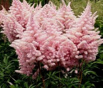 Астильба Арендса Сестра Тереза (Astilbe x arendsii 'Sister Theresa')