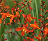 Крокосмия Кармин Бриллиант (Crocosmia 'Carmine Brilliant')
