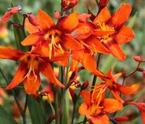 Крокосмия Эмили Маккензи (Crocosmia 'Emily McKenzie')