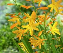 Крокосмия Джордж Дэвидсон (Crocosmia 'George Davidson')