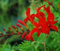 Крокосмия Люцифер (Crocosmia 'Lucifer')