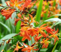Крокосмия гибридная (Crocosmia × crocosmiiflora)