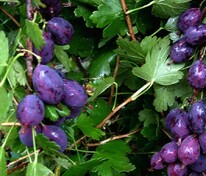 Крыжовник Грушенька (Ribes uva-crispa 'Grushenka')