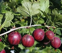 Крыжовник Колобок (Ribes uva-crispa 'Kolobok')