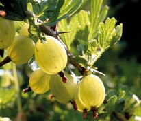 Крыжовник Куршу Дзинтарс (Ribes uva-crispa 'Kurshu Dzintars')