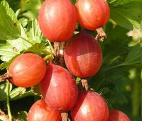 Крыжовник Машека (Ribes uva-crispa 'Masheka')