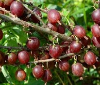 Крыжовник Раволт (Ribes uva-crispa 'Rawolt')