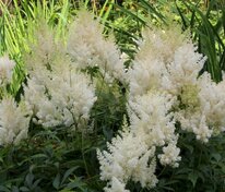Астильба Арендса Вайс Глория (Astilbe x arendsii 'Weisse Gloria')