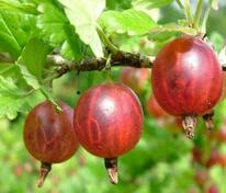 Крыжовник Садко (Ribes uva-crispa 'Sadko')