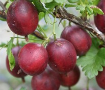 Крыжовник Северный капитан (Ribes uva-crispa 'Severnyy Kapitan')