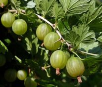 Крыжовник Уральский виноград (Ribes uva-crispa 'Uralskiy Vinograd')