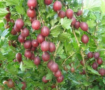 Крыжовник Щедрый (Ribes uva-crispa 'Schedryy')