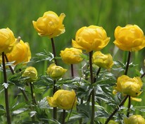 Купальница европейская (Trollius europaeus)