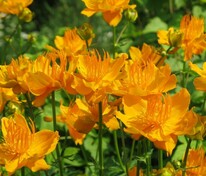 Купальница китайская Голден Квин (Trollius chinensis 'Golden Queen')