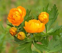 Купальница культурная Оранж Принцесс (Trollius × cultorum 'Orange Princess')