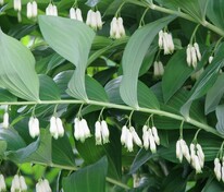 Купена многоцветковая (Polygonatum multiflorum)