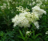 Лабазник вязолистный (Filipendula ulmaria)