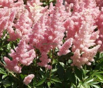Астильба Арендса Америка (Astilbe x arendsii 'Amerika')