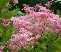 Лабазник красный (Filipendula rubra)