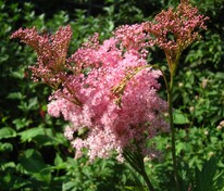 Лабазник красный Венуста (Filipendula rubra 'Venusta')