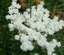 Лабазник обыкновенный "Flore pleno"