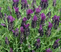 Лаванда стэхадская Джавелин Дип Перпл (Lavandula stoechas 'Javelin Deep Purple')