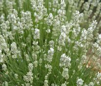 Лаванда узколистная Альба (Lavandula angustifolia 'Alba')
