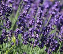 Лаванда узколистная Хидкот (Lavandula angustifolia 'Hidcote')