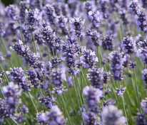 Лаванда узколистная Мелисса лилак (Lavandula angustifolia 'Melissa Lilac')