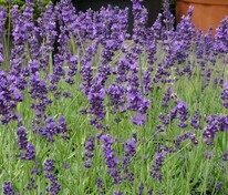 Лаванда узколистная Манстед (Lavandula angustifolia 'Munstead')