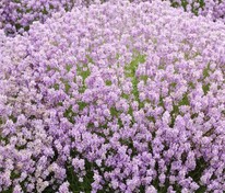 Лаванда узколистная Розеа (Lavandula angustifolia 'Rosea')