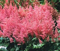 Астильба Арендса Анита Пфайфер (Astilbe x arendsii 'Anita Pfeifer')