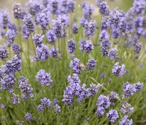 Лаванда узколистная Тамбелина Ли (Lavandula angustifolia 'Thumbelina Leigh')