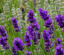 Лаванда узколистная Блю Сент (Lavandula angustifolia 'Blue Scent')