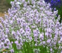 Лаванда узколистная Коконат Айс (Lavandula angustifolia 'Coconut Ice')