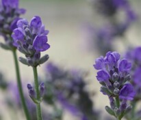 Лаванда узколистная 'Granny's Bouquet'