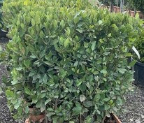 Лавр благородный (Laurus nobilis) БЖИ