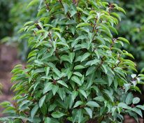 Лавровишня лузитанская Ангустифолиа (Prunus lusitanica 'Angustifolia')