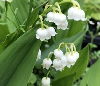 Ландыш майский Бордо (Convallaria majalis 'Bordeaux')