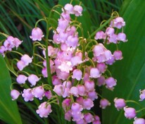 Ландыш майский Розеа (Convallaria majalis 'Rosea')
