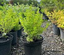 Лапчатка кустарниковая Лавли Пинк (Potentilla fruticosa 'Lovely Pink')