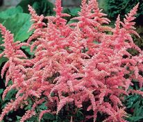 Астильба Арендса Брессингем Бьюти (Astilbe x arendsii 'Bressingham Beauty')