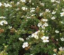 Лапчатка кустарниковая Абботсвуд (Potentilla fruticosa 'Abbotswood')