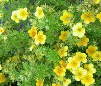 Лапчатка кустарниковая Аннет (Potentilla fruticosa 'Annette')