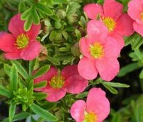 Лапчатка кустарниковая Беллисима (Potentilla fruticosa 'Bellissima')