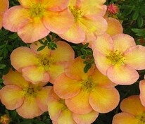 Лапчатка кустарниковая Дейдаун (Potentilla fruticosa 'Daydawn')